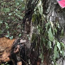 Tree-Removal-with-Bee-Hive-in-Stevensville-MD 1